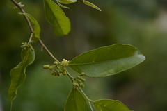 Aquilaria malaccensis