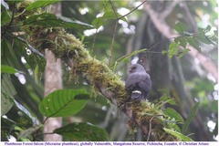 Cryptoleucopteryx plumbea