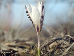 Crocus reticulatus