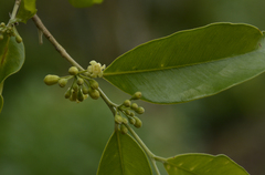 Aquilaria malaccensis
