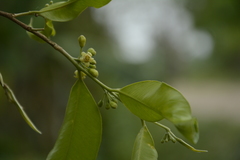 Aquilaria malaccensis