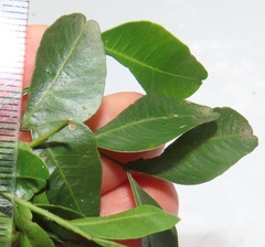 Haplocoelum foliolosum