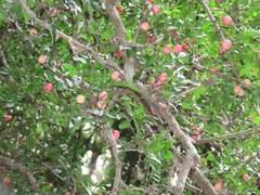 Haplocoelum foliolosum