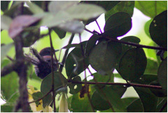 Synallaxis brachyura