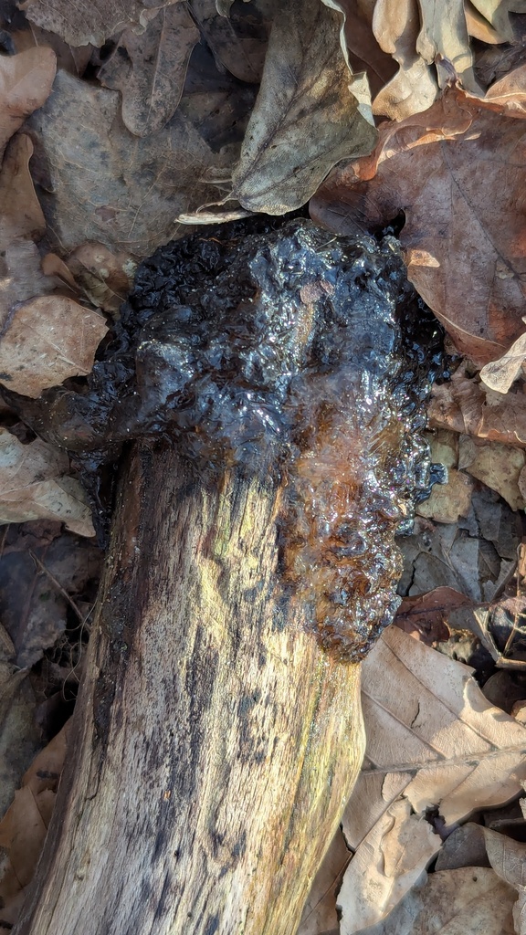 Exidia glandulosa · February 2026 · photo: © rudolphous (iNaturalist, cc-by)