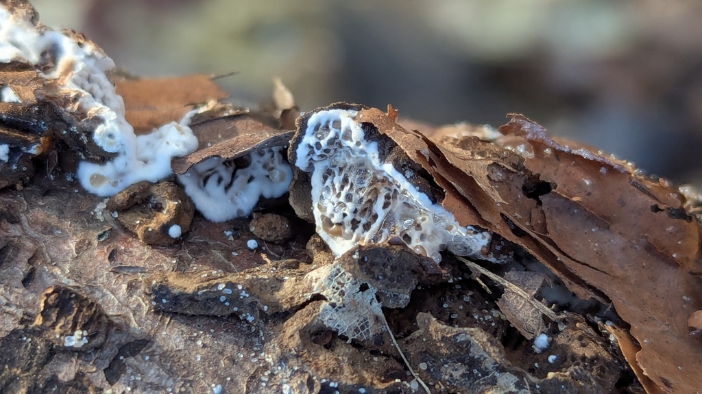 Datronia mollis · February 2026 · photo: © rudolphous (iNaturalist, cc-by)