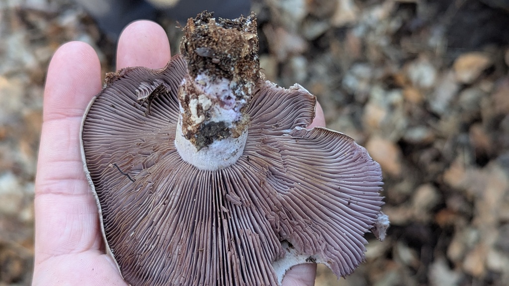 Collybia nuda · February 2026 · photo: © rudolphous (iNaturalist, cc-by)