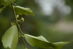 Aquilaria malaccensis