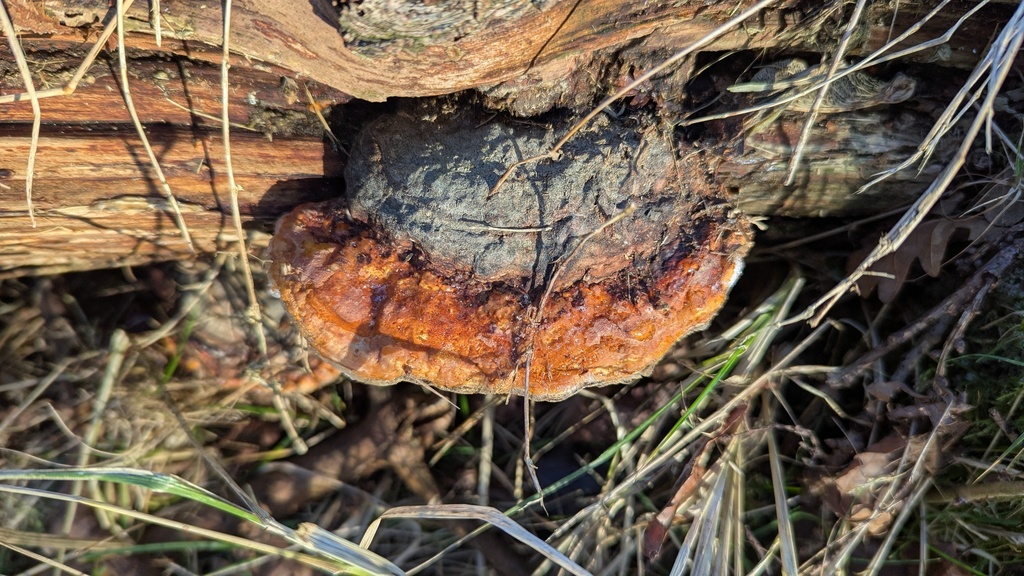 Fomitopsis pinicola