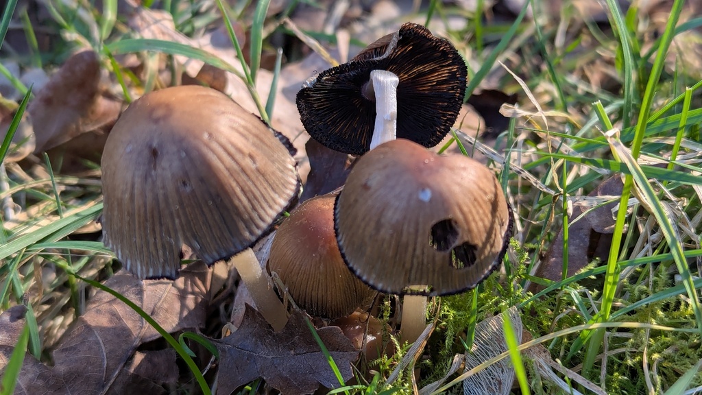 Coprinellus micaceus · February 2026 · photo: © rudolphous (iNaturalist, cc-by)
