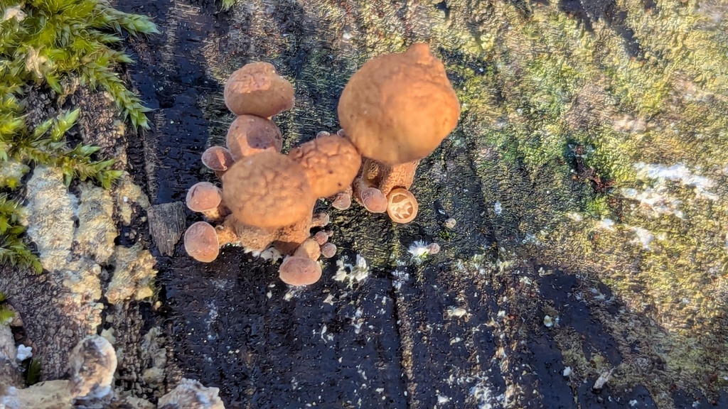 Flammulina velutipes · February 2026 · photo: © rudolphous (iNaturalist, cc-by)
