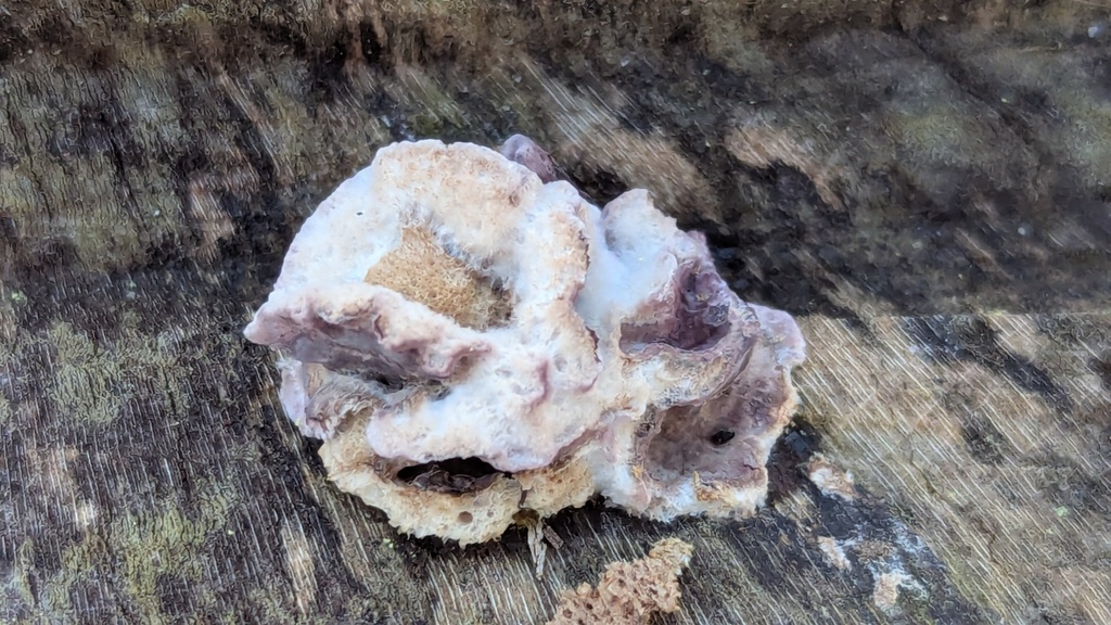 Chondrostereum purpureum · February 2026 · photo: © rudolphous (iNaturalist, cc-by)