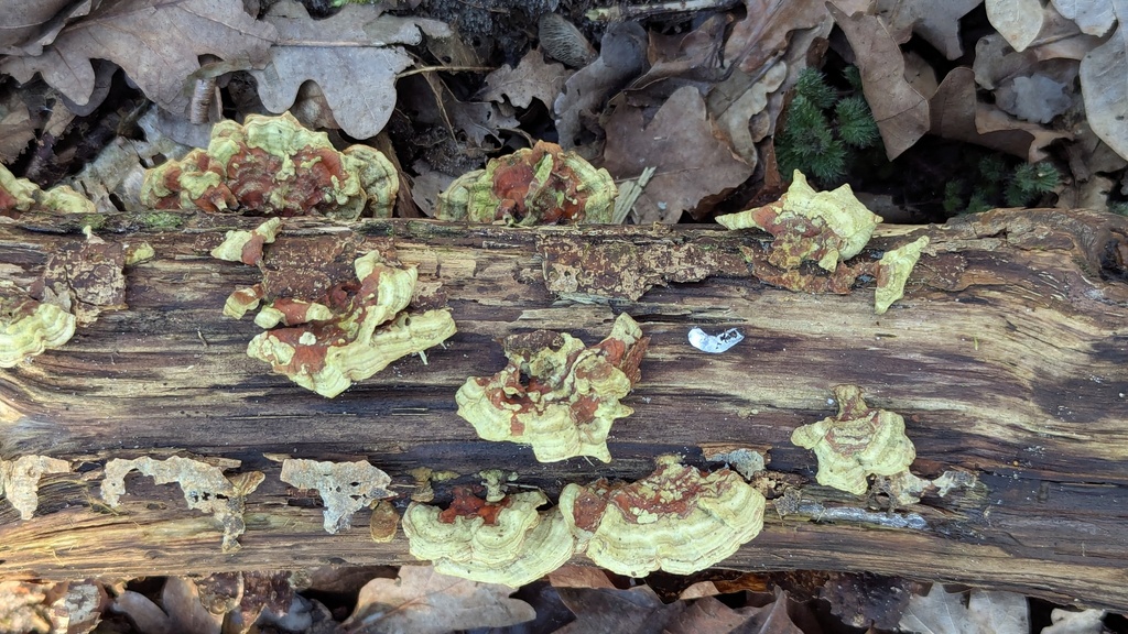 Stereum subtomentosum · February 2026 · photo: © rudolphous (iNaturalist, cc-by)