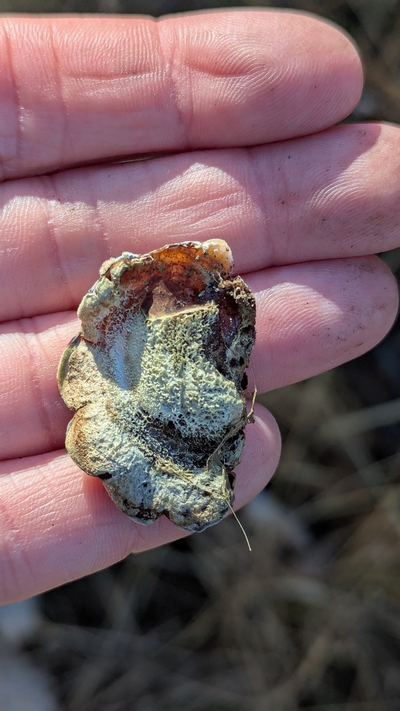 Auricularia mesenterica · February 2026 · photo: © rudolphous (iNaturalist, cc-by)