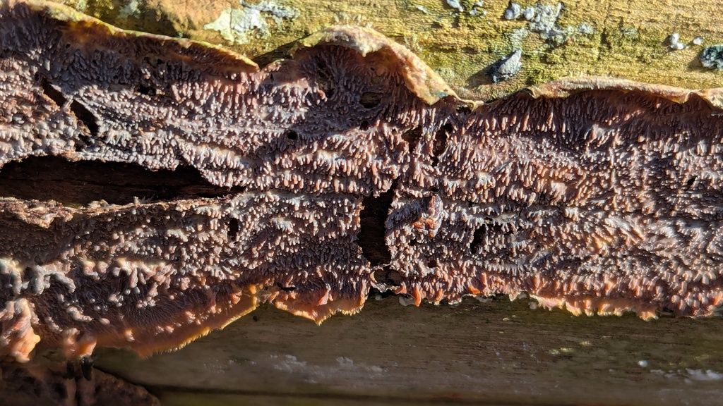 Phlebia radiata · February 2026 · photo: © rudolphous (iNaturalist, cc-by)