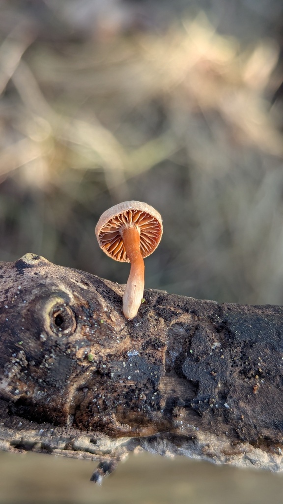 Tubaria furfuracea · February 2026 · photo: © rudolphous (iNaturalist, cc-by)