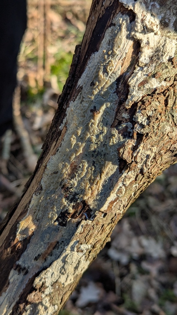 Radulomyces confluens