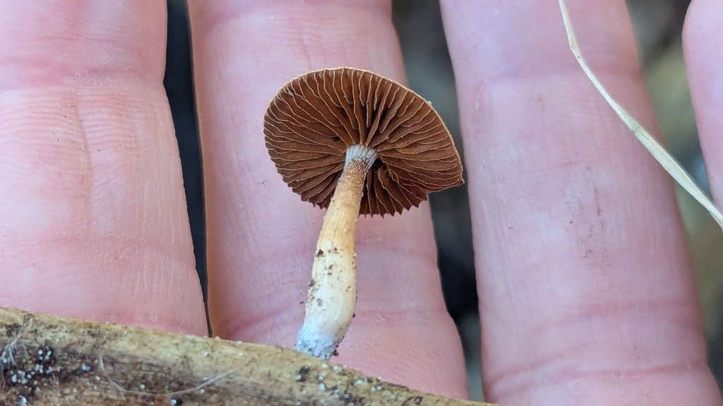 Tubaria furfuracea · February 2026 · photo: © rudolphous (iNaturalist, cc-by)