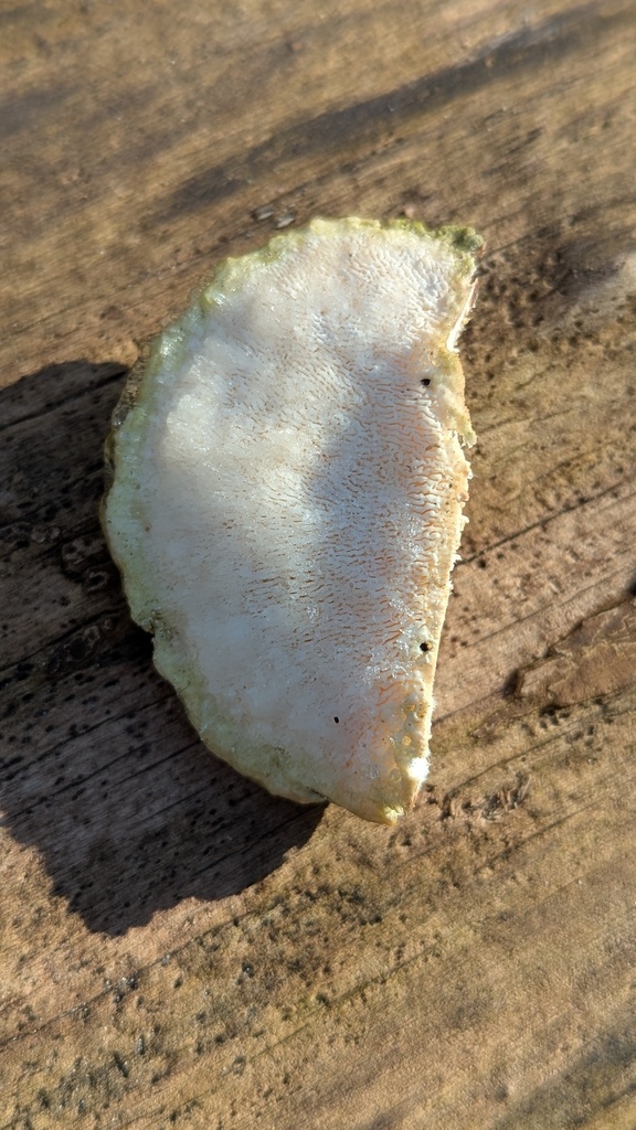 Trametes gibbosa · February 2026 · photo: © rudolphous (iNaturalist, cc-by)