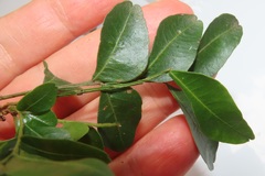 Haplocoelum foliolosum