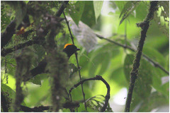 Tachyphonus delatrii