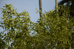 Aquilaria malaccensis