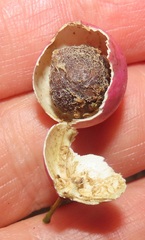 Haplocoelum foliolosum