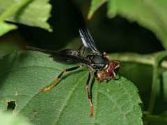 Polistes erythrocephalus