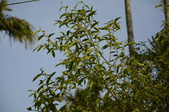 Aquilaria malaccensis