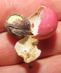 Haplocoelum foliolosum