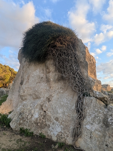Leafless Ephedra (Ephedra foeminea)