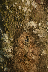 Aquilaria malaccensis