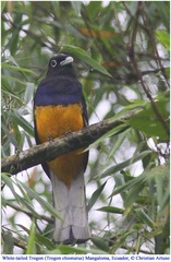 Trogon chionurus