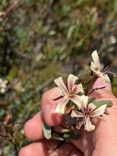 Marianthus bicolor (Marianthus bicolor)