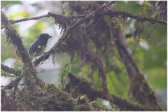 Spinus xanthogastrus