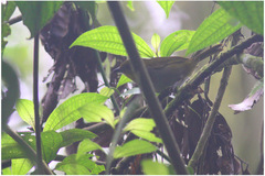 Chlorospingus flavigularis