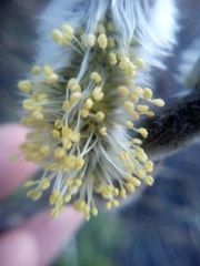 Salix caprea