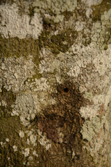 Aquilaria malaccensis