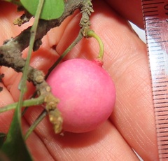 Haplocoelum foliolosum