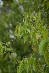 Aquilaria malaccensis