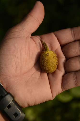 Artocarpus chaplasha · iNaturalist