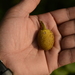 Artocarpus chaplasha - Photo 由 Siddarth Machado 所上傳的 (c) Siddarth Machado，保留部份權利CC BY