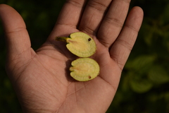 Artocarpus chaplasha