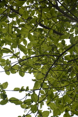 Artocarpus chaplasha