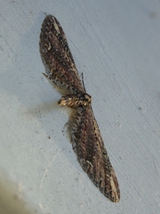 Eupithecia subapicata