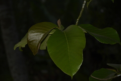 Artocarpus lacucha