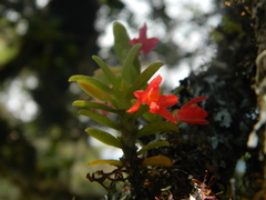 Fernandezia sanguinea