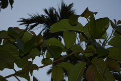 Artocarpus lacucha