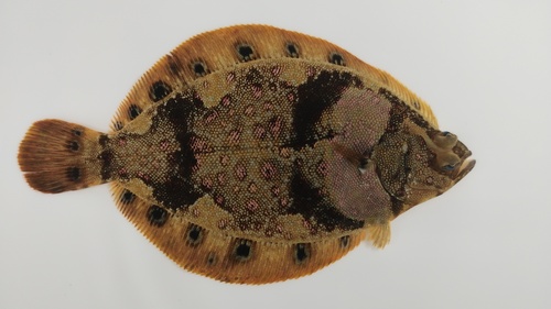 Spotted halibut (Verasper variegatus) — Pleuronectidae — 2