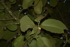Artocarpus lacucha
